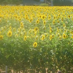よさこい柏紅塾
