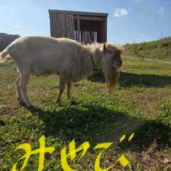 2025_11_15Kashiwa-tanaka-farm-harvest-festival015